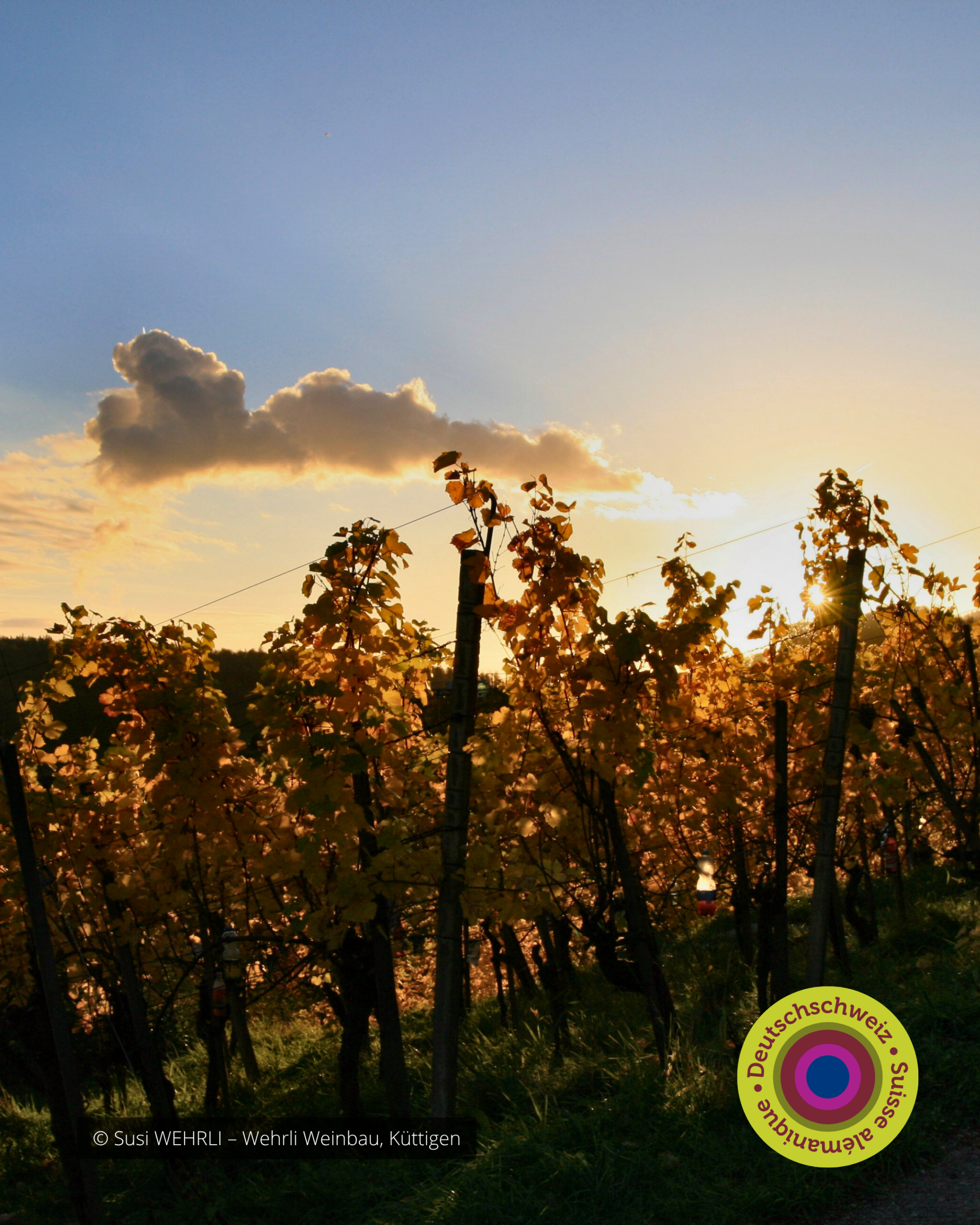 Nous Artisanes du Vin - Coffret 6 - Regions viticoles - instagram - portfolio website - Schwarz&Co