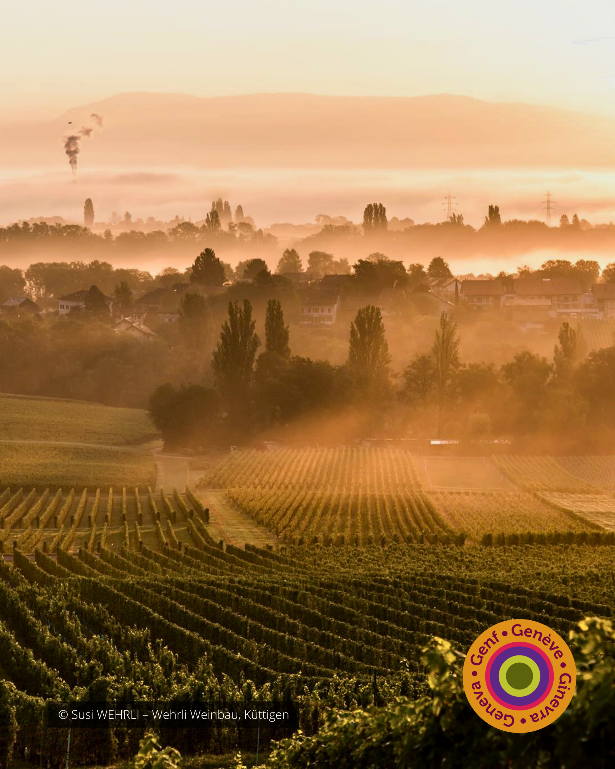 Nous Artisanes du Vin - Coffret 6 - Regions viticoles - instagram - portfolio website - Schwarz&Co